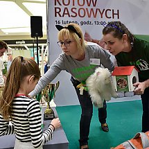 Galeria - IV Wystawa Kotów Rasowych, Zielone Arkady, 16 lutego 2019 roku/fot. Anna Kopeć