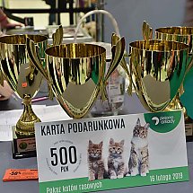 Galeria - IV Wystawa Kotów Rasowych, Zielone Arkady, 16 lutego 2019 roku/fot. Anna Kopeć