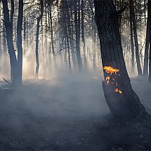 Galeria - Pożar lasu w Fordonie, 17 kwietnia 2019 r./fot. Bydgoszcz998