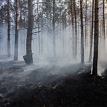 Galeria - Pożar lasu w Fordonie, 17 kwietnia 2019 r./fot. Bydgoszcz998