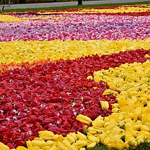 Galeria - Dywany kwiatowe na Wyspie Młyńskiej/fot. Anna Kopeć