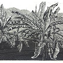 Galeria - Bronisław Zygfryd Nowicki, Drzewa bananowe
1964