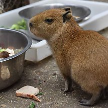 Galeria - Młode kapibary/fot. Anna Kopeć