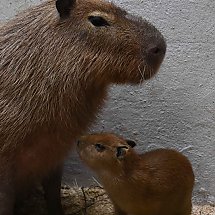 Galeria - Młode kapibary/fot. Anna Kopeć