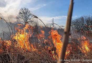 Trwa pożar trzcinowiska w Kruszynie Krajeńskim [ZDJĘCIA]