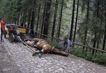 Kolejny koń padł na szlaku w Tatrach. Wstrząsające fakty