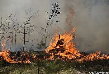 Palił się las w Fordonie [FOTOREPORTAŻ]
