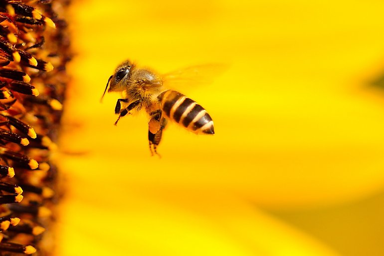 Połknął pszczołę w kompocie. W walce o życie pomogli policjanci 