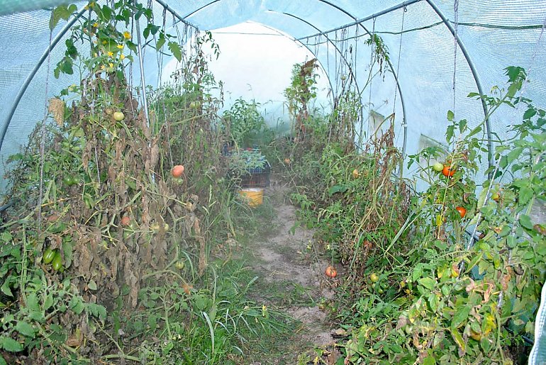 Plantacja ukryta w foliowym tunelu. Mundurowi zlikwidowali uprawę marihuany