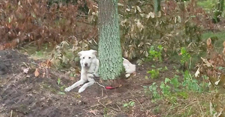 Ktoś przywiązał psa do drzewa i porzucił w bydgoskim lesie. Właściciel czworonoga poszukiwany