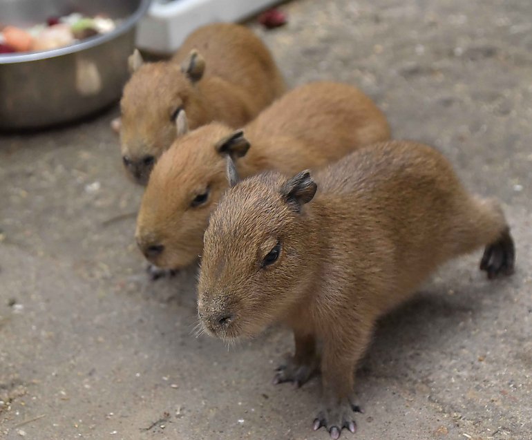 Kapibary urodziły się w Myślęcinku [FOTO]