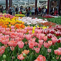 Galeria - Holandia królestwem kwiatów/fot. Krystyna Lewicka-Ritter 