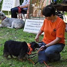 Galeria - Piknik w Myślęcinku, Dobre psy, dobrzy ludzie, 13 maja 2018 r./fot. Anna Kopeć