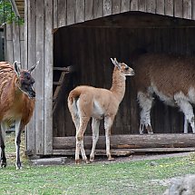 Galeria - Zoo w Myślęcinku, 2 lipca 2018 r./ fot. Anna Kopeć