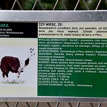 Galeria - Zoo w Myślęcinku, 2 lipca 2018 r./ fot. Anna Kopeć