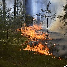 Galeria - Pożar lasu Jasiniecka, 30.06.2019 r. 
fot. Artur Żywociński