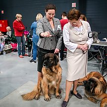 Galeria - Wystawa psów w Bydgoszczy/fot. Maczu