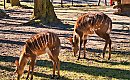 Zwierzaki w bydgoskim zoo czekają na żołędzie. Ruszyła zbiórka