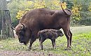 Żubrza samiczka przyszła na świat w bydgoskim zoo. Trwają wybory imienia