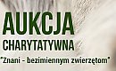 Aukcja charytatywna dla bezimiennych zwierząt. Organizatorzy zachęcają do udziału