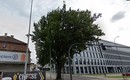 Spór o bydgoski dąb: Czy zieleń przegra z rowerami?
