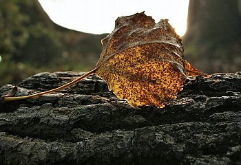 Nasza jesień stabilna [POGODA]