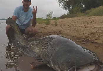 Gigantyczna ryba. Sum 2,5 m - rekord Wisły