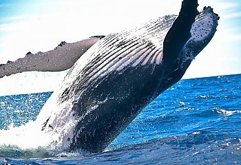 Bliskie spotkanie z wielorybem. Uważaj nad Bałtykiem
