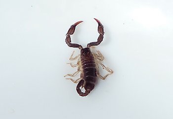 Żywy skorpion ukryty w sklepie w Toruniu! Pracownica w szoku
