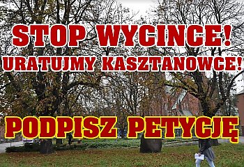 Uratujmy kasztanowce rosnące na placu Kościeleckich przed wycinką [PETYCJA]