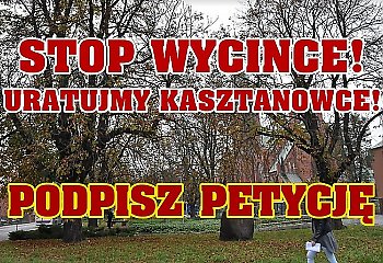 Już 575 osób przeciwko wycince kasztanowców