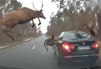 Stado jeleni zaatakowało jadący samochód. Mogło skończyć się tragedią [VIDEO]
