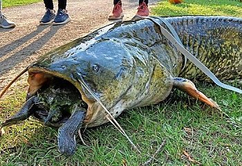 Gigantyczny sum chciał połknąć żółwia. Niesamowita i tragiczna  historia