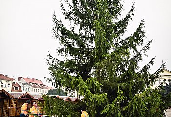 Na Starym Rynku stanęła już bożonarodzeniowa choinka