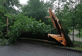 Zalane ulice, powalone drzewa. Skutki burzy w Bydgoszczy