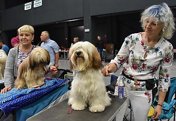 Psie piękności na wybiegu. Międzynarodowa wystawa w Bydgoszczy [ZDJĘCIA]