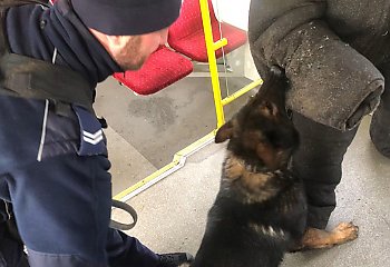 Policyjne ćwiczenia w bydgoskiej Pesie.  Odbyło się szkolenie przewodników psów służbowych