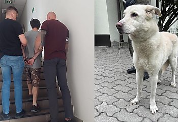 Zarzuty dla mężczyzny, który przywiązał psa do drzewa i go zostawił przy ul. Zamczysko w Bydgoszczy