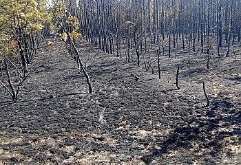 Pożar lasu! Dzieciaki rozpaliły ognisko [ZDJĘCIA]