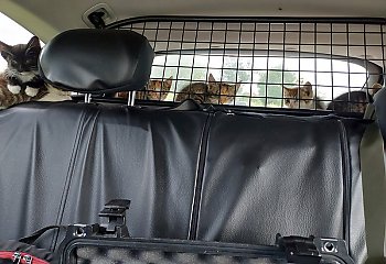 Osiem kotków trafiło w ręce policji [ZDJĘCIA]