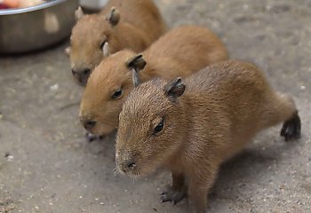 Kapibary urodziły się w Myślęcinku [FOTO]