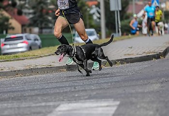 Policjant biega z psem i wygrywa zawody. Dobro wraca