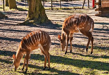 Zwierzaki w bydgoskim zoo czekają na żołędzie. Ruszyła zbiórka