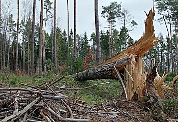 Woj. kujawsko-pomorskie, IMGW-PIB wydał ostrzeżenie pierwszego stopnia o silnym wietrze