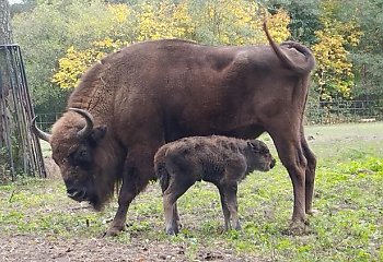 Żubrza samiczka przyszła na świat w bydgoskim zoo. Trwają wybory imienia