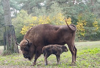 Trwają wybory imienia dla żubrzej samiczki w bydgoskim zoo