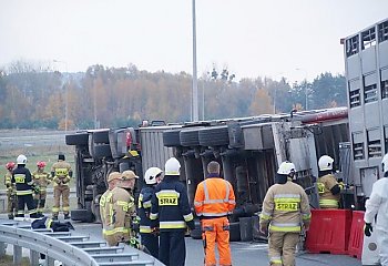 Ciężarówka ze świniami przewróciła się pod Szubinem