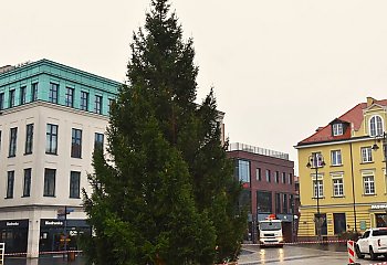 Do Bydgoszczy przyjechała bożonarodzeniowa choinka. Stanęła na Starym Rynku