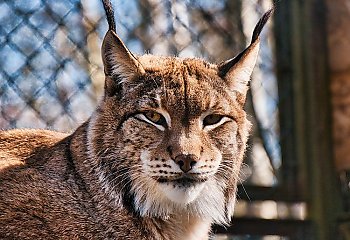 Wyjątkowe warsztaty w  bydgoskim zoo. Myślęcinek zaprasza