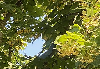 Wzrost temperatur aż do burzy kończącej cykl [POGODA]